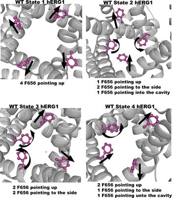 Allosteric Coupling Between Drug Binding and the Aromatic Cassette in the Pore Domain of the hERG1 Channel: Implications for a State-Dependent Blockade